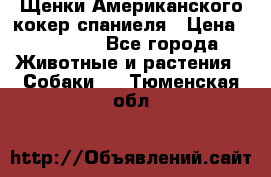 Щенки Американского кокер спаниеля › Цена ­ 15 000 - Все города Животные и растения » Собаки   . Тюменская обл.